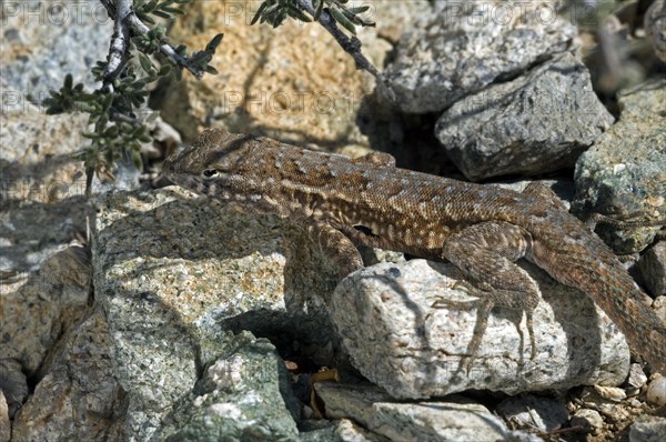 Common side-blotched lizard