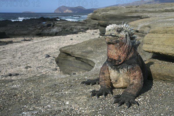 Marine iguana