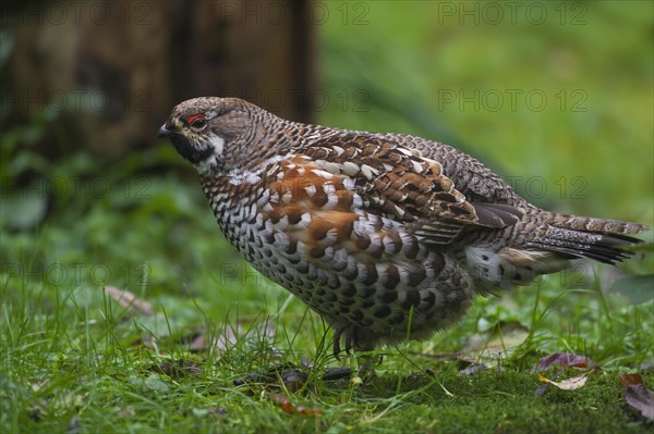 Hazel grouse