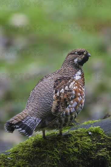 Hazel grouse