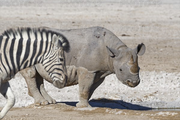 Black rhinoceros