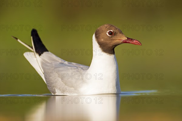 Black-headed Black-headed Gull