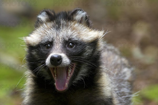 Raccoon dog