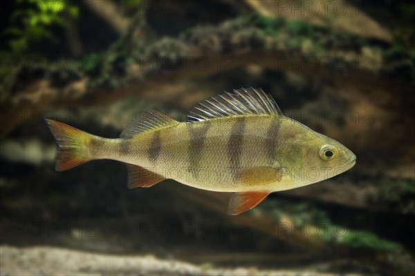 European perch