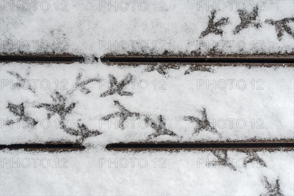 Pigeon footsteps on snow covered terrace in early spring during snowfall