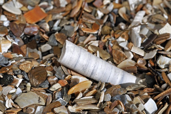 Elephant tooth shell