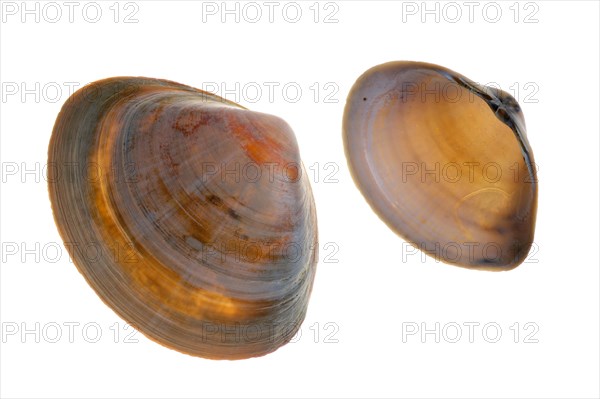 Rayed trough shells