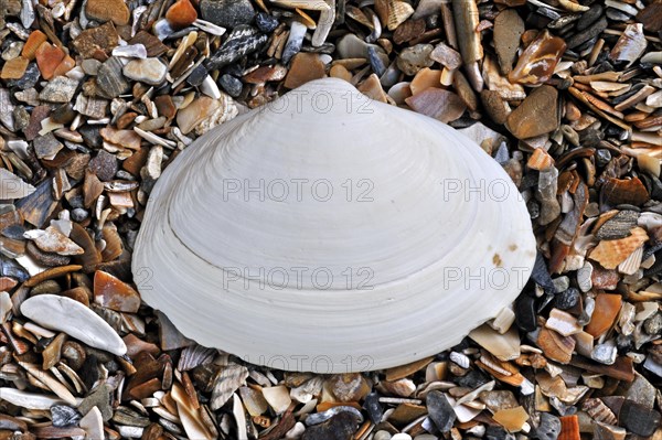 Atlantic surf clam