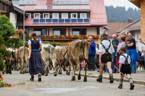 Alpine herdsmen lead herd of cattle through the street
