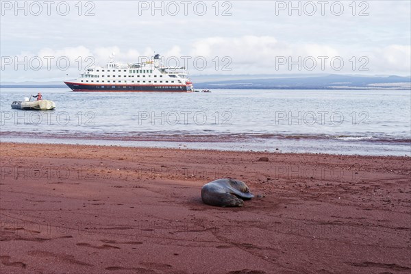 Galapagos sea lion