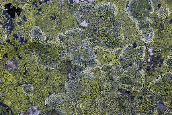 Map Lichen