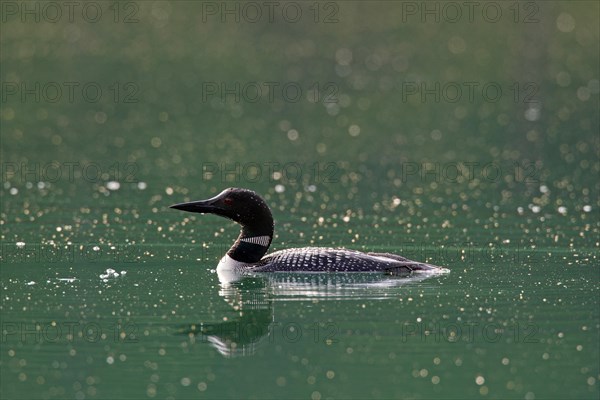 Great Northern Diver