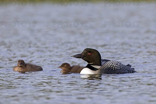 Common loon