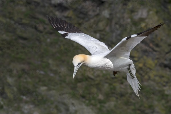 Northern gannet