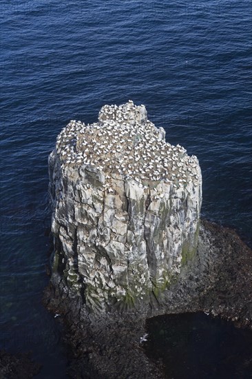 Northern gannets