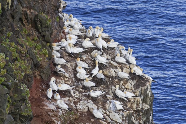 Northern gannets