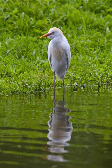 Cattle Egret