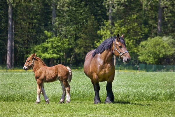 Foal and mare Belgian draft horse