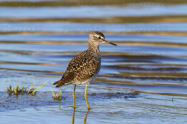 Wood sandpiper