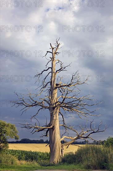 Creepy trunk and branches of dead sweet chestnut