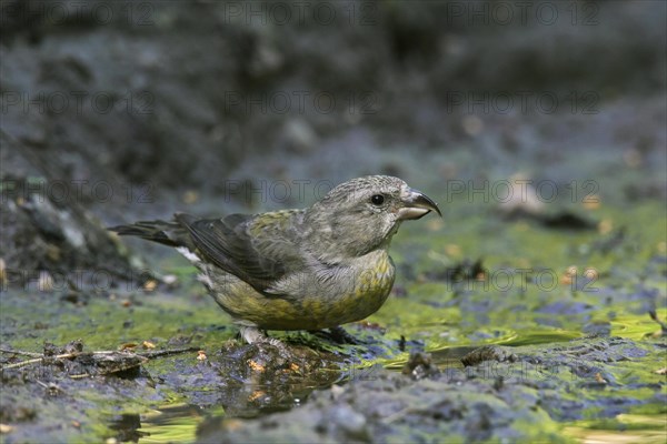 Red crossbill