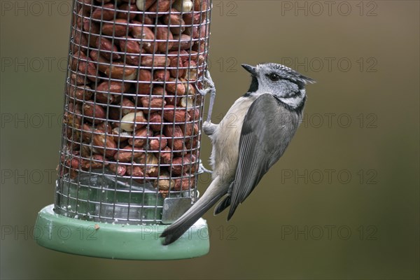 European crested tit