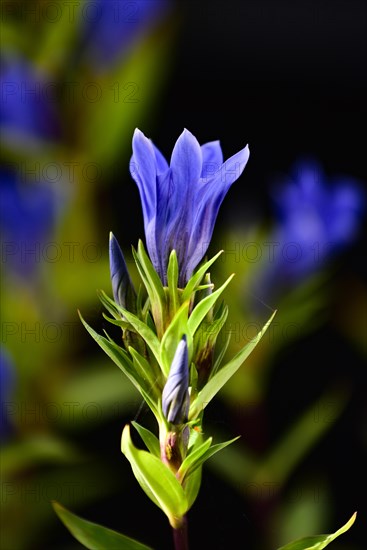 Flowering gentian