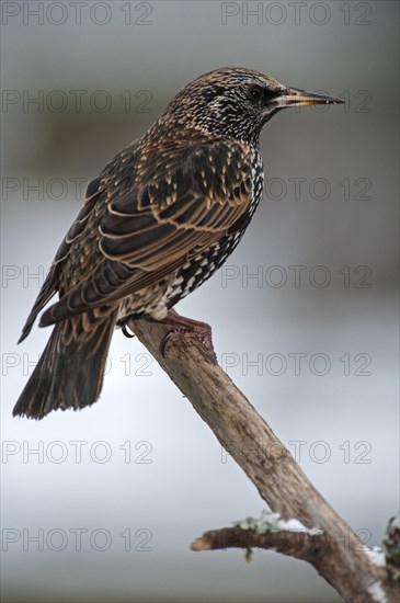 Common Starling