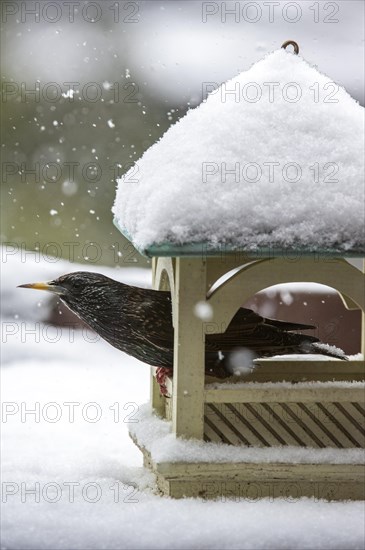 Common Starling