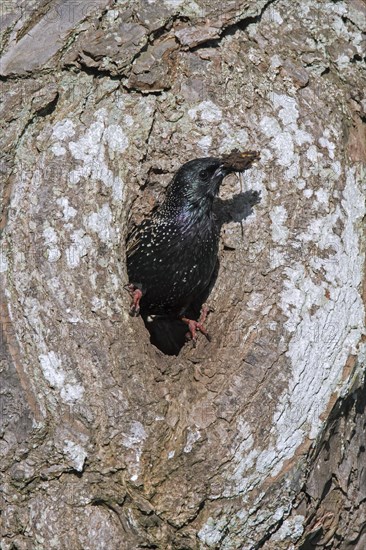 Common starling