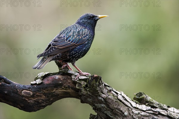 Common Starling