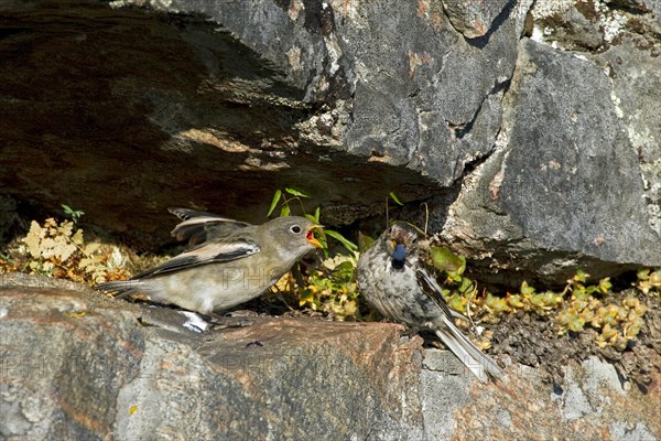 Snow bunting