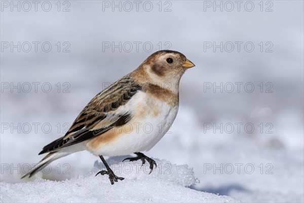 Snow bunting