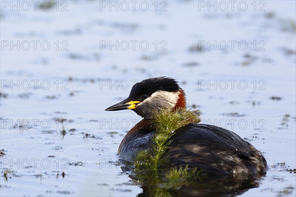 Red-necked grebe