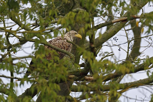 White-tailed eagle