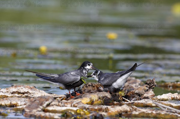 Black Tern