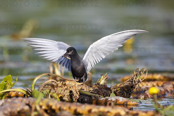 Black Tern