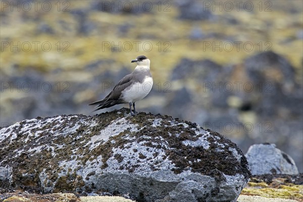 Arctic skua