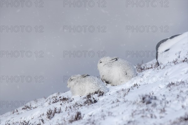 Two mountain hares