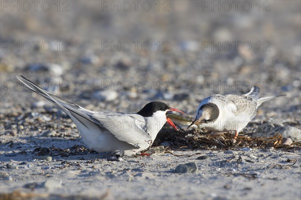 Arctic tern