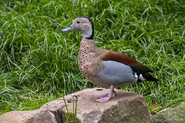 Ringed teal