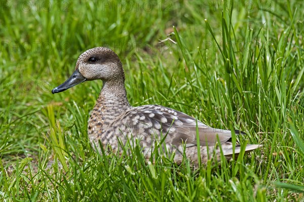 Marbled duck