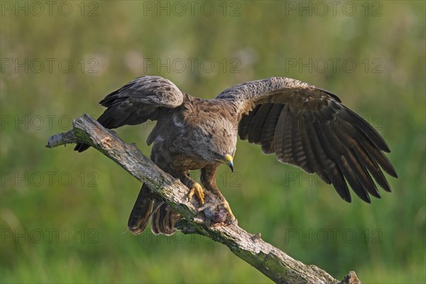 Lesser spotted eagle