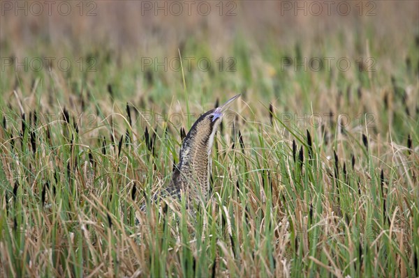 Eurasian Bittern