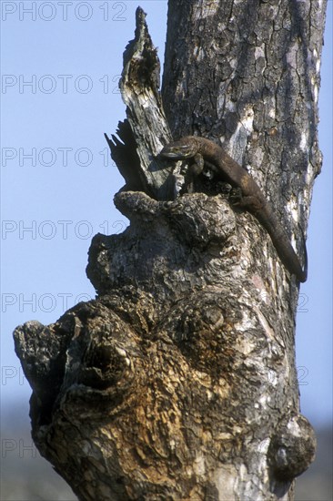 Southern savanna monitor