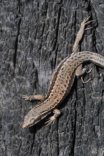 Common wall lizard