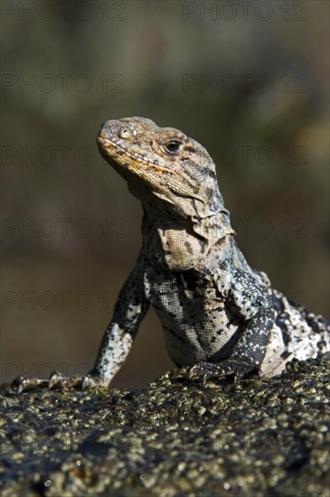 Black spiny-tailed iguana