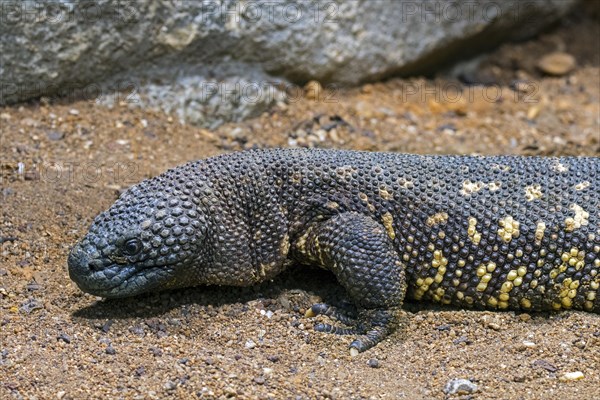 Rio Fuerte beaded lizard