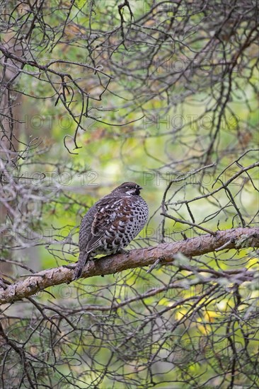 Hazel grouse