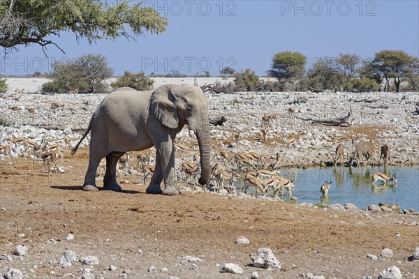 African bush elephant